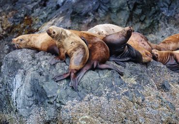 Sea lions resting on rocky shore.