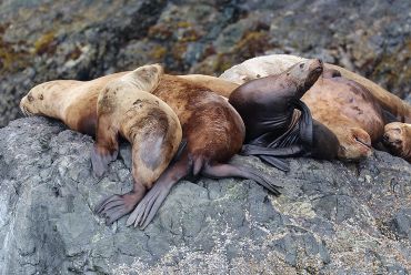 Three sea lions resting on rocky surface.