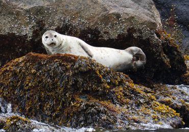 Seal resting on rocky shore covered in seaweed.