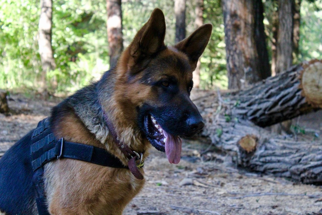 New Mexico German Shepherd Breeder Von Castle German Shepherds