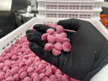 Gloved hand holding pink sugar-coated candy.