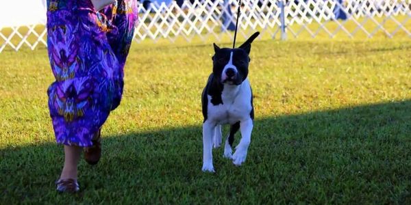 At FullMoon Amstaff we are dedicated to the responsible breeding of American Staffordshire Terriers,