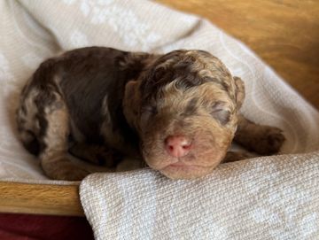A newborn brown puppy sleeping on a soft white blanket.