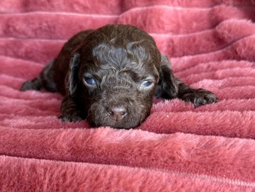 A tiny curly-haired puppy resting on a soft pink blanket.