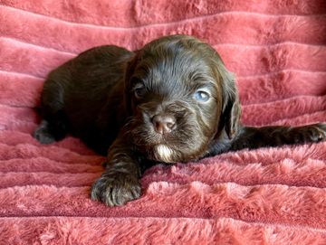 A small brown puppy with blue eyes lying on a red textured blanket.
