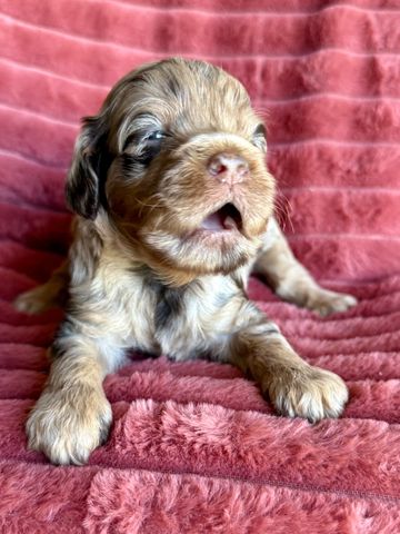 Adorable small puppy lying on a soft pink blanket with mouth slightly open.