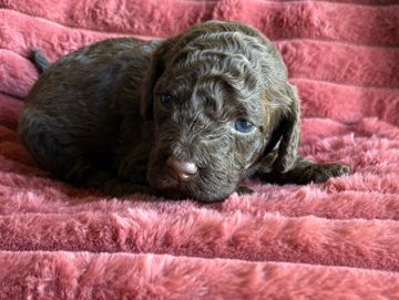 Curly brown puppy resting on a soft pink blanket.
