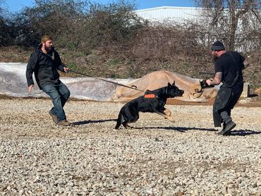 Personal Protection Dog Training 