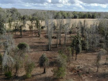 Selective land clearing with Fecon forestry mulcher. Hurricane storm damage clean up 