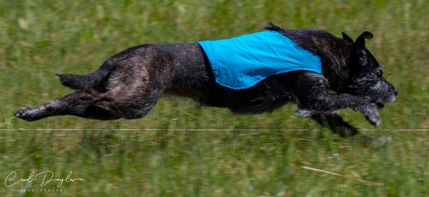 home lure course for dogs