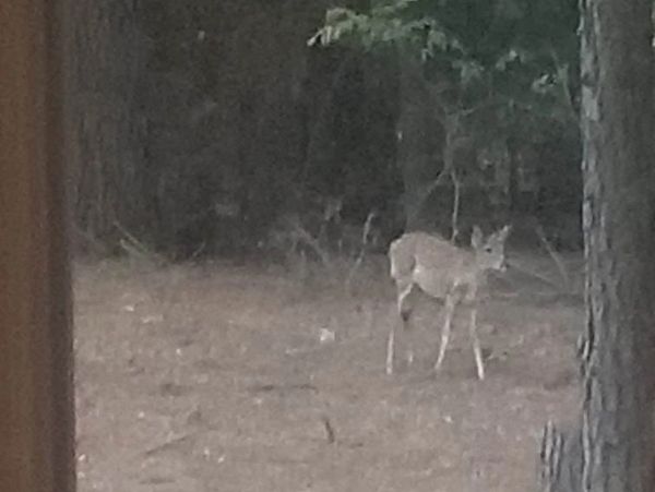 White Tail Deer Fawn