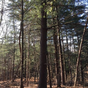 Sunlit forest with tall trees and scattered branches.