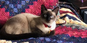A Siamese cat resting on a colorful quilt.