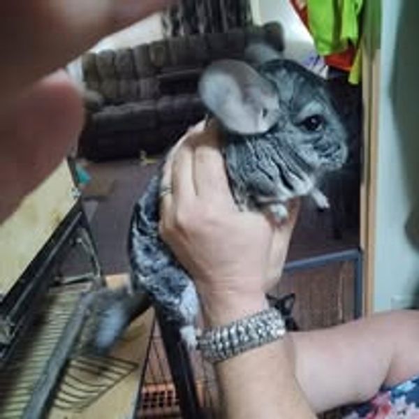 Person holding a gray chinchilla in a cozy indoor setting.