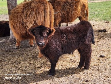 A fluffy young Highland calf stands on a farm with adult cows nearby.