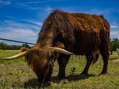 A long-haired brown Highland cow grazing in a field under a blue sky.