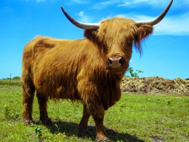 A Highland cow with long horns standing on grass under a clear blue sky.