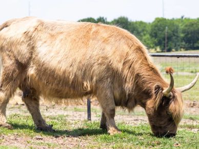 A Highland cow grazing on grass in a fenced field.