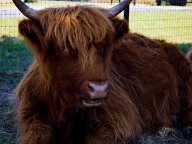 A brown Highland cow resting on the ground near a fence.
