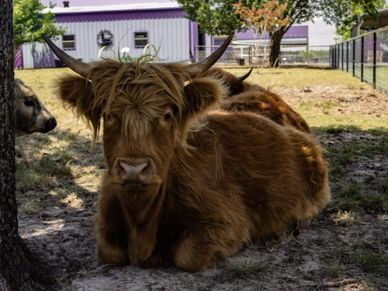 A Highland cow resting in the shade near a purple building.