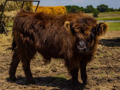 A fluffy brown Highland calf standing on a farm.