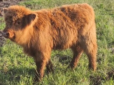 A fluffy brown calf standing on green grass.