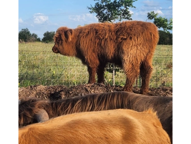 A fluffy brown calf stands in a grassy field with other animals nearby.