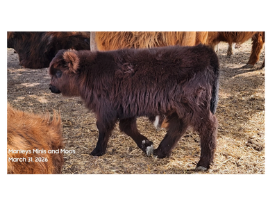 A fluffy brown calf walking on dry ground among other cattle.