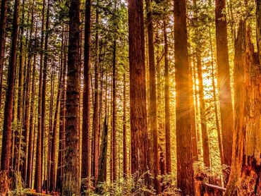 Nor Cal TREE SERVICE