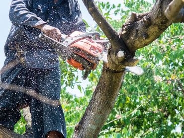 Nor Cal TREE SERVICE