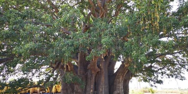This image showcases a majestic baobab tree, often referred to as the "Tree of Life"
