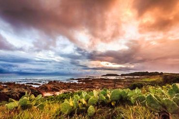 Coastal landscape with cactus plants under dramatic sunset sky.