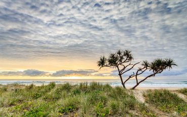 Solitary tree on a grassy beach under a cloudy sky at sunrise.