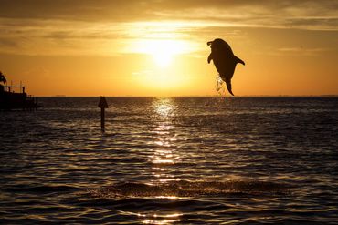 Dolphin Jumping in Tampa Bay, FL.