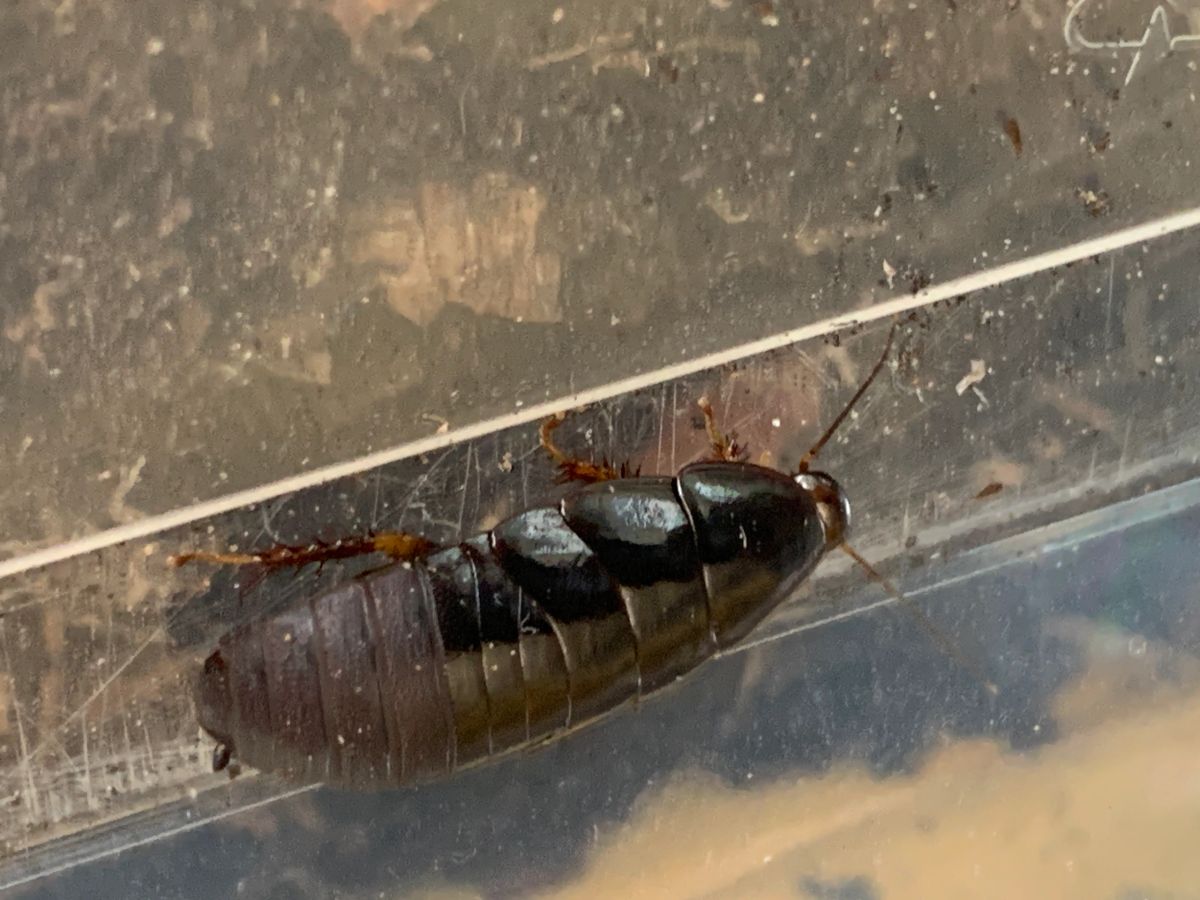 Shdou Cockroach Pycnoscelus nigra (Shadow Cockroach)