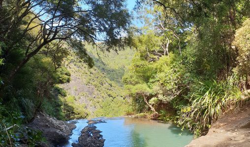Waitakere ranges, Kauri, Tramping, Kitekite Waterfall