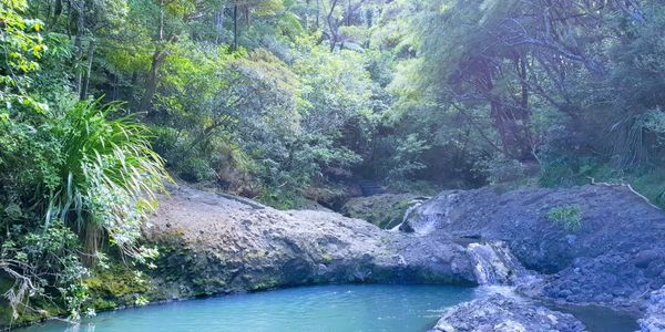 Waitakere ranges, Kauri, Tramping, Kitekite Waterfall