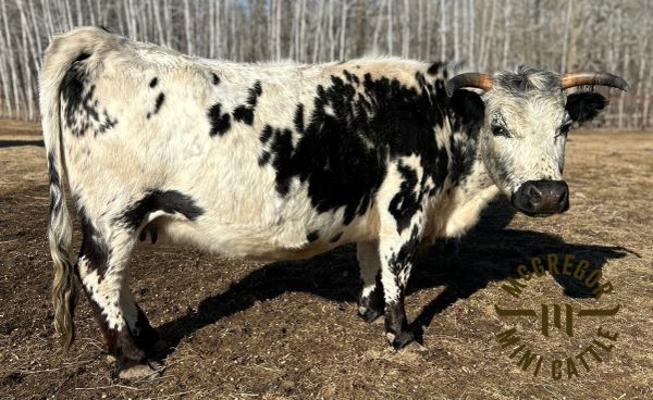 Spotted cow with horns standing on dry ground.