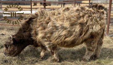 A shaggy Highland cow grazing in a fenced area.