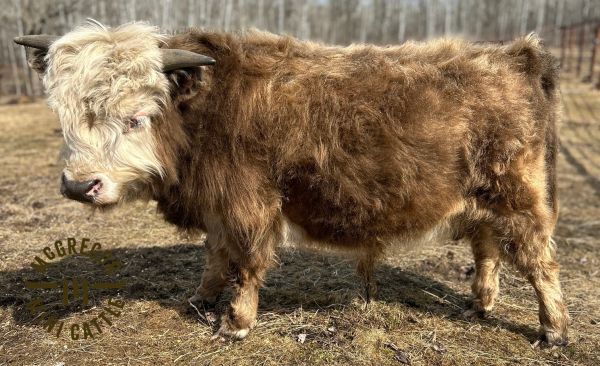 A fluffy Highland cow stands outdoors on dry grass.