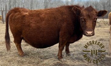 A brown cow standing on dry grass in an outdoor setting.