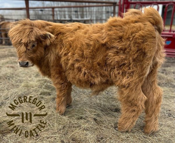 Fluffy brown calf standing on hay with farm fencing in background.