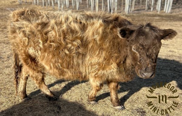 Curly-haired Highland calf standing outdoors.