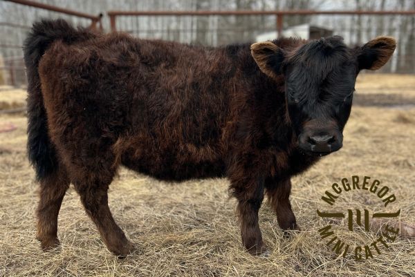 A fluffy black calf standing on dry grass near a fenced area.