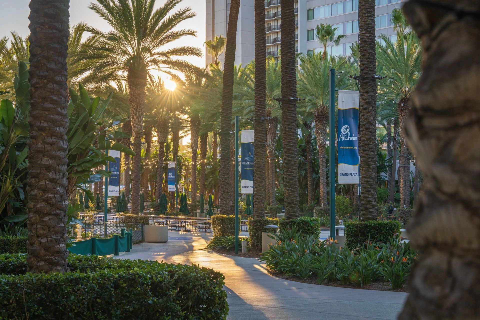 Palm-lined walkway with sunlight in Anaheim's Grand Plaza.