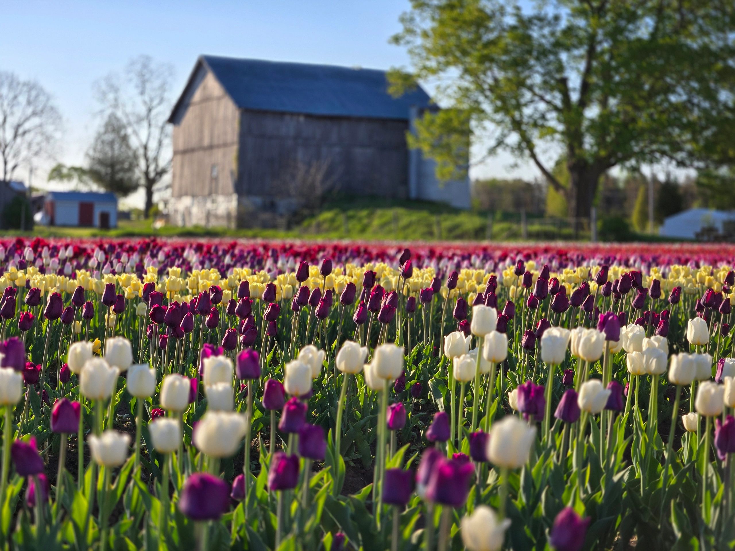 Flower Farm Contact | Sandhill Creek Flower Farm