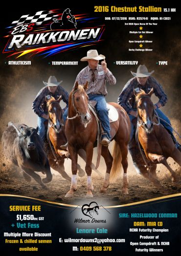 2016 chestnut stallion Raikkonen in rodeo action.