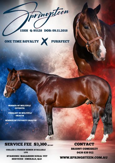 Promotional poster for a horse named Springsteen with details and contact info.