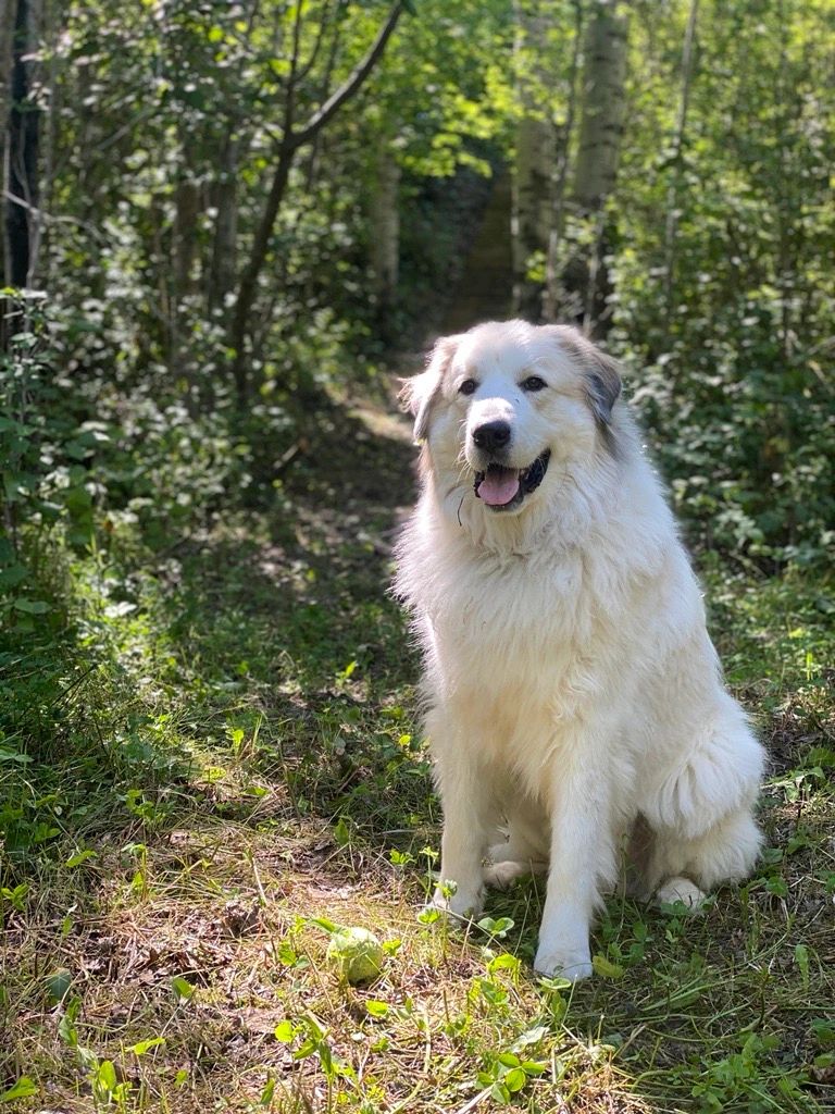 Winston the great Pyrenees, sitting in the forest