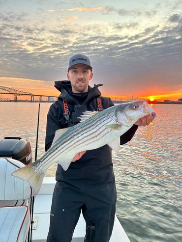 A man proudly holds a large striped bass on a boat at sunset.
